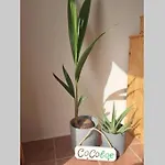 Casa Cocoloe Vakantiehuis *